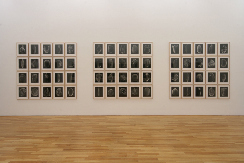 Kunstmuseum Bonn 2007, Embryo Series