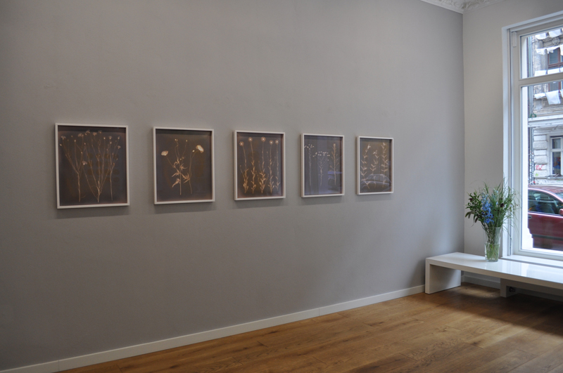 Claudia Fhrenkemper - Pflanzenfotogramme Series, Alfred Ehrhardt Stiftung, 2010