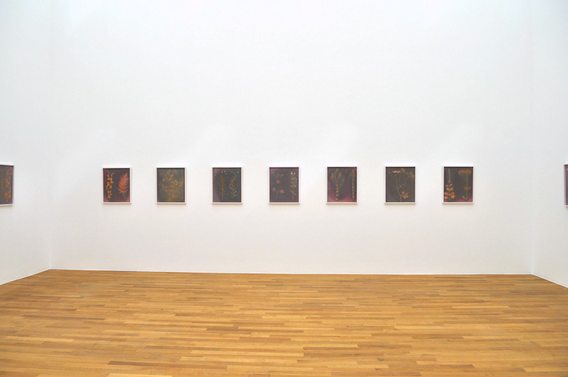 Claudia Fhrenkemper - Pflanzenfotogramme Series, Kunstmuseum Bonn, 2010