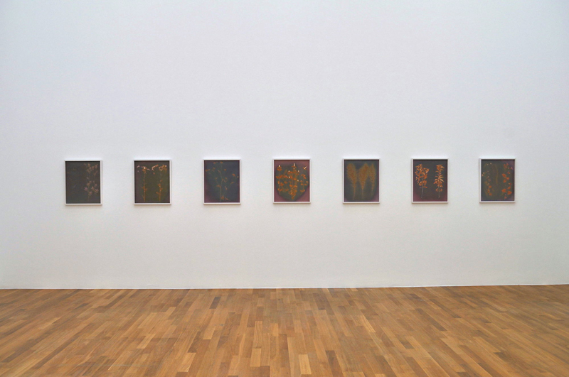 Claudia Fhrenkemper - Pflanzenfotogramme Series, Kunstmuseum Bonn, 2010