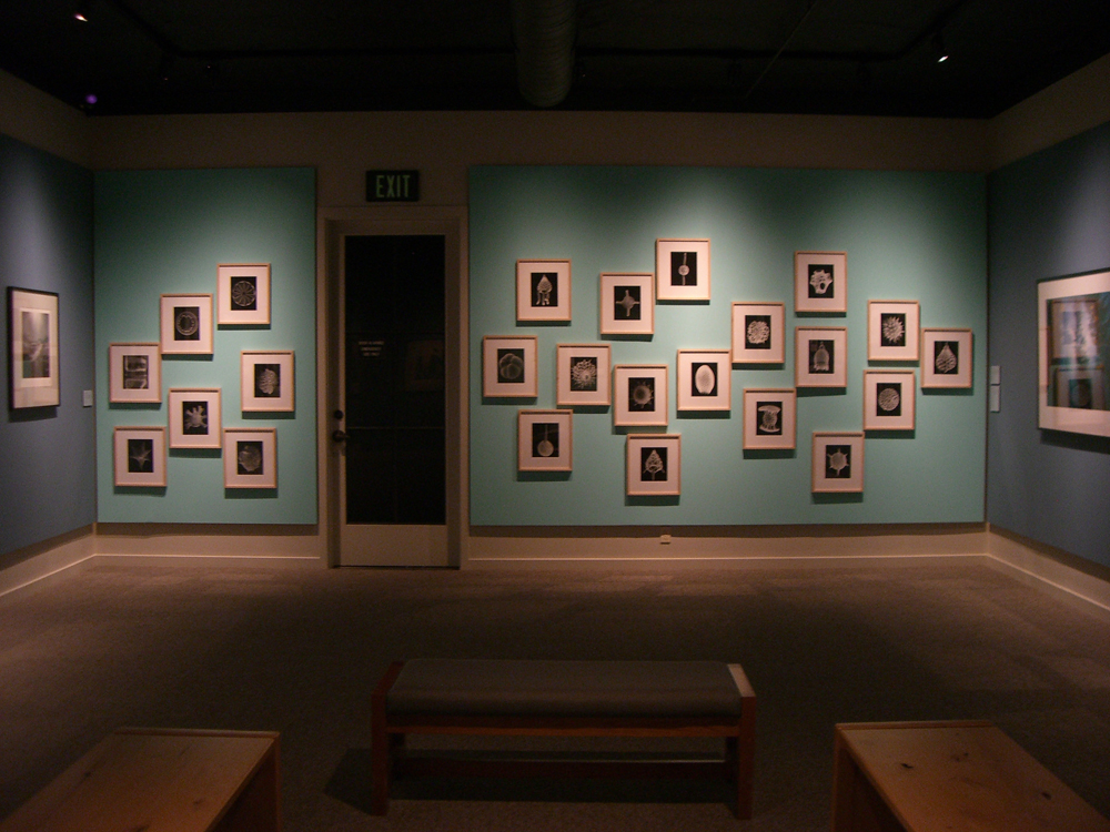 Claudia Fhrenkemper - Planktos Series, Wildlings from the Deep, Wildling Art Museum, 2009